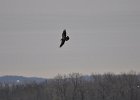 Eagle Run 1-20-12